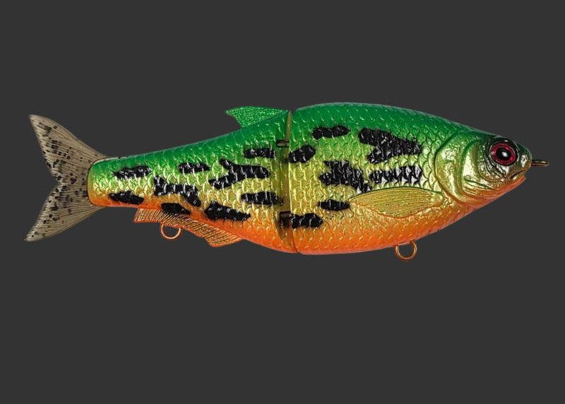 Split Roach 16cm "Firetiger"