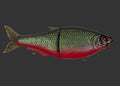 Split Roach 16cm "Unspotted Char"