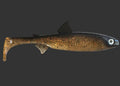 The Seeker 22cm "Gold Glitter"